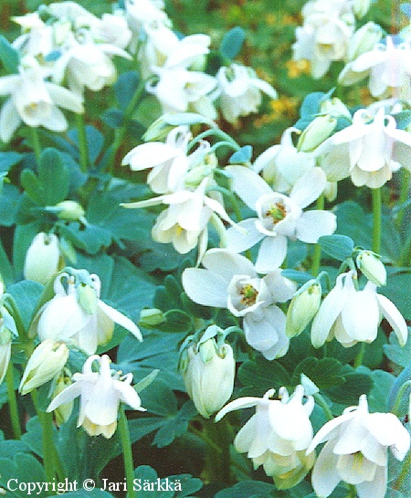 Aquilegia flabellata var. pumila f. alba 